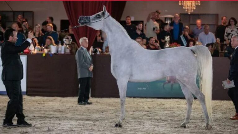 Historic Emirates Arabian Horse Global Cup Debuts in Brazil 